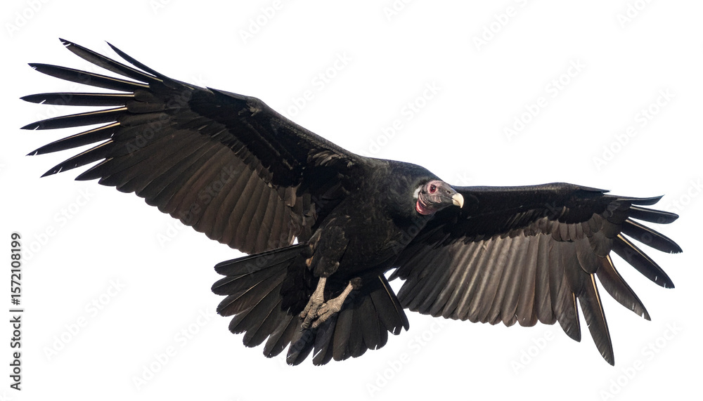 Obraz premium California Condor in Profile – Stunning Isolated Bird Image on Transparent Background for Nature and Conservation-Themed Creative Projects