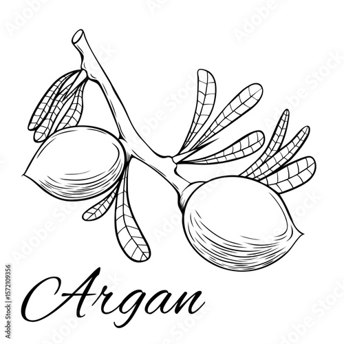 Argan branch with fruit. Hand drawn vector illustration. Plant part isolated on white background.