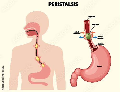 Human Digestive System Peristalsis Illustration