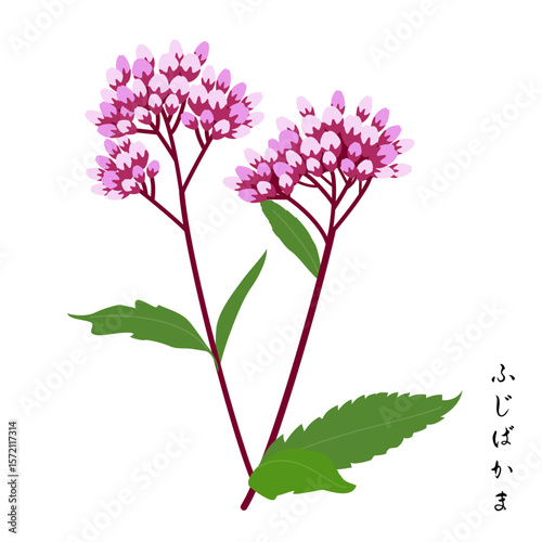 秋の七草、藤袴（ふじばかま）