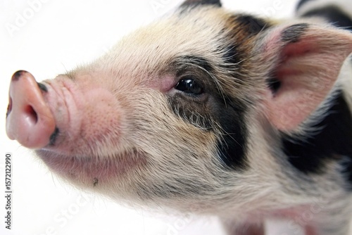 pig