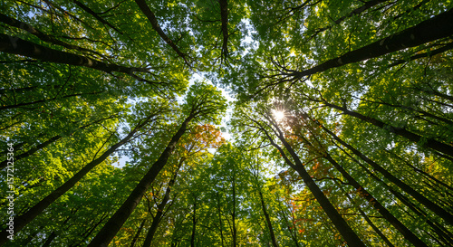 Tall Green Tree Canopy with Sunlight Filtering Through Leaves in Forest