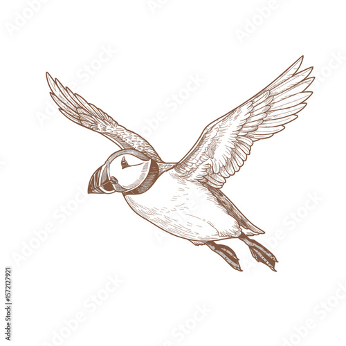 Atlantic Puffin-Fratercula arctica. Elegant puffin sketch with detailed feathers standing gracefully on white background. Wildlife illustration concept