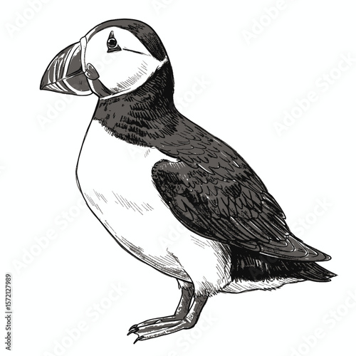 Atlantic Puffin-Fratercula arctica. Elegant puffin sketch with detailed feathers standing gracefully on white background. Wildlife illustration concept