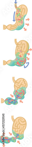 胃　蠕動運動　消化　イラスト