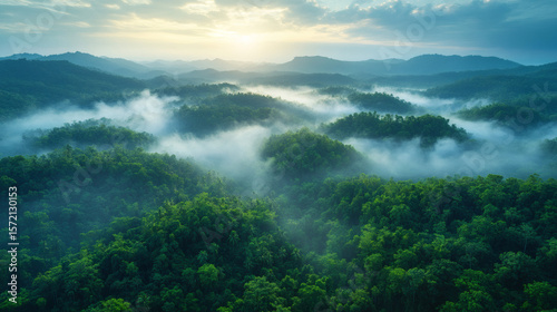 Overhead Shot of Dense Green Rainforest Foliage
