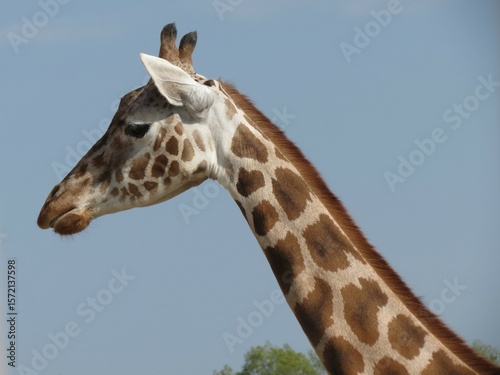 Photography portrait of a giraffe