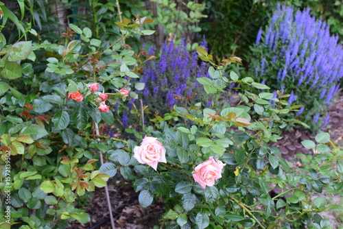 Pink roses and blue sages  blooming together in the garden in summer