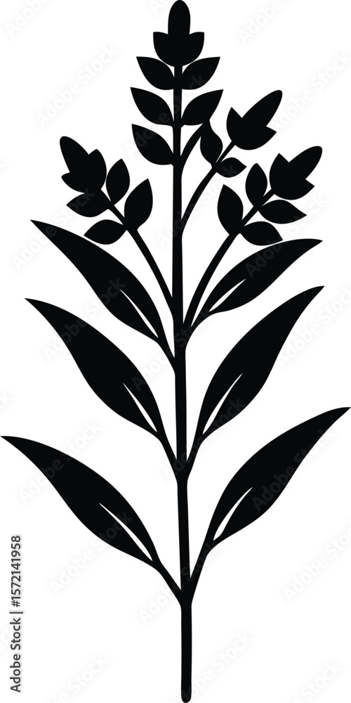 Naklejka premium Solidago Vector Silhouette in Minimal Clean and Simple Style Silhouette Vector Art Illustration