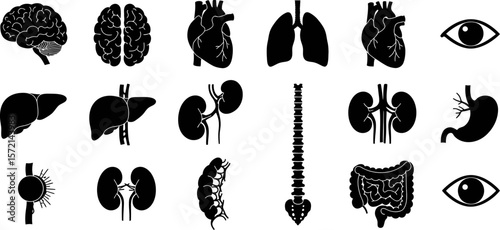 Human organs anatomy vector illustration, medical diagram of body parts, anatomical organs icons set