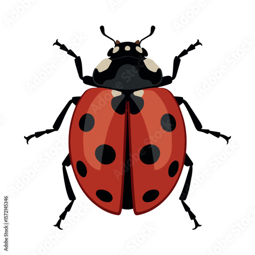 Ladybug vector illustration red and black spots insect drawing bug beetle graphic design clip art image for kids 