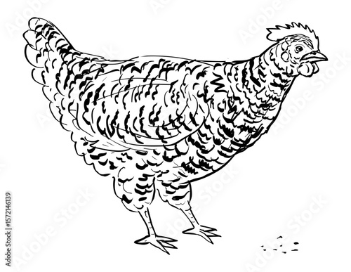 Drawing sketch style illustration of a Plymouth Rock chicken hen pecking feeding  on isolated background done in black and white line art.