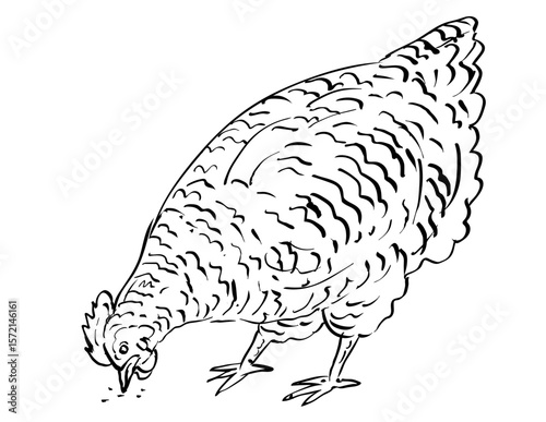 Drawing sketch style illustration of the Dominique chicken breed hen pecking feeding  on isolated background done in black and white line art.