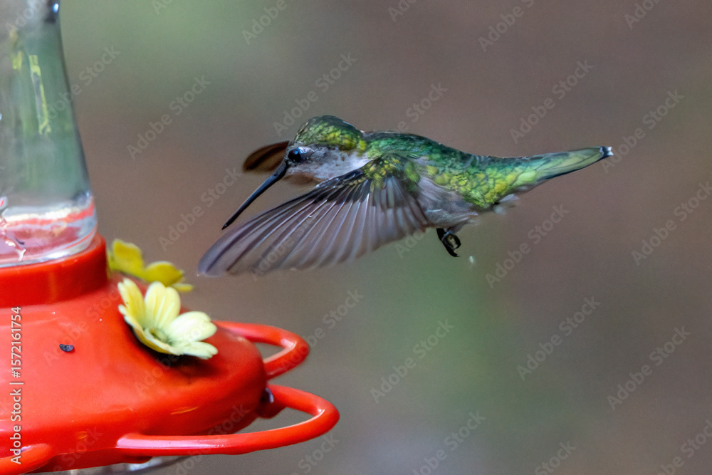 Obraz premium Hummingbird in flight. Shallow depth of field.