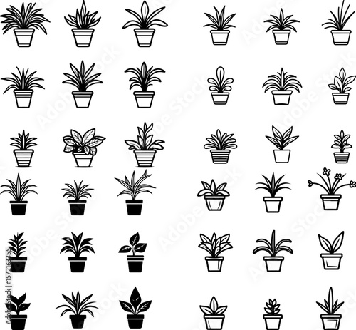 spider plant icons, spider plant, chlorophytum comosum, air purifying plant, indoor plant, hanging plant, potted spider plant, green and white leaves, variegated plant, leafy houseplant