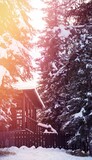 Cottage amidst snow covered trees