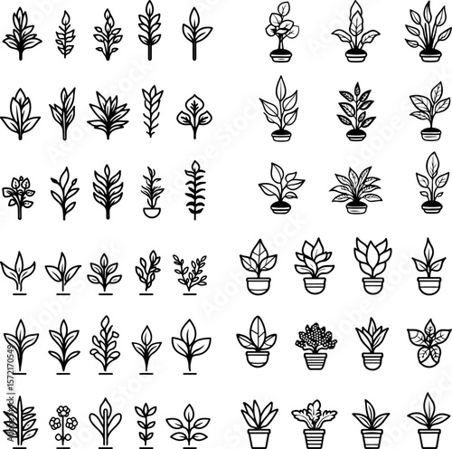 Amazon sword plant, aquarium plant, freshwater plant, aquatic plant, Amazon sword, underwater plant, aquatic greenery, Amazon sword icon, water-loving plant, aquarium decoration, aquati
