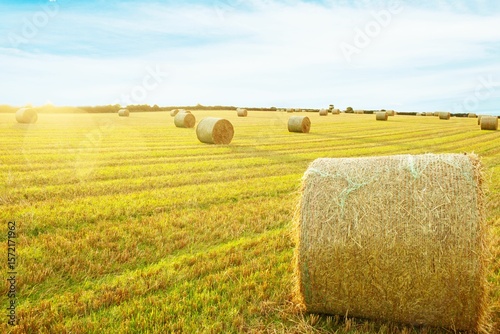 Golden fields with hay bales