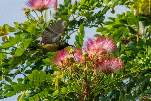 Olive-backed Sunbird in Flight near Pink Powderpuff Flowers, Nature's Beauty