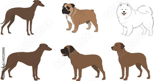 Identifying different dog breeds illustration including greyhound bulldog and samoyed and mastiff dogs