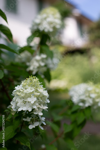Close-up of White Hydrangea Paniculata Flowers in Bloom