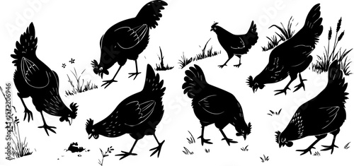 Group of Chickens Foraging on Grass - Farm Animal Silhouette