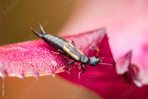 Earwig crawling on a vibrant pink leaf