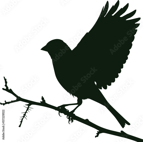 silhouette of a bird