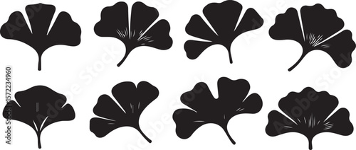 Leaves and branches ginkgo plant, vector silhouettes