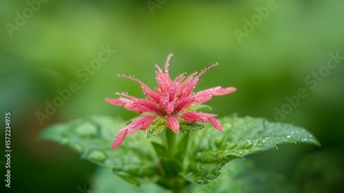 Red Bee Balm Flower with Dew Drops Close-up