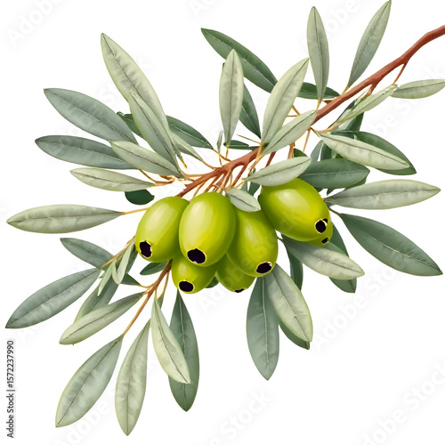 Olive Branch with Leaves and Fruit – Fresh Green Olives Isolated on White Background


