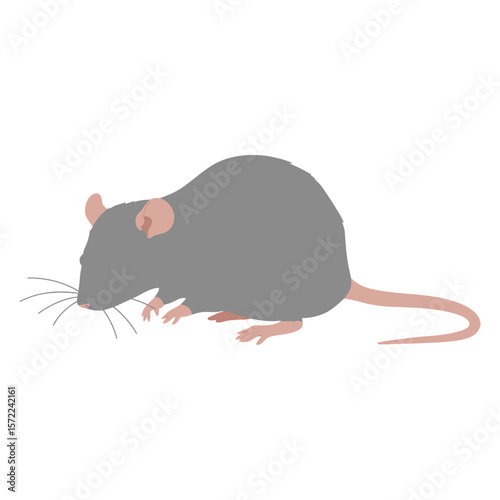 A gray rat with a long tail is standing on a white background, looking for food