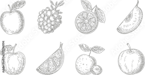 Engraved fruits arrangement featuring apples grapes and citrus slices line art