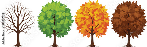 Four season tree evolution illustration, bare tree to lush green, autumn orange, brown fall foliage, nature change concept vector
