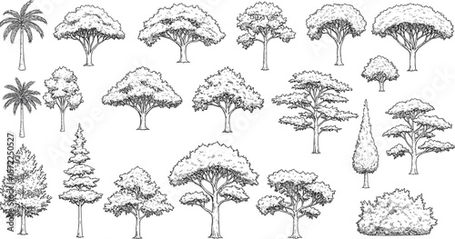 Hand-drawn detailed tree illustrations, variety of botanical tree types and foliage designs, black and white forest sketch set for design