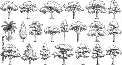 Hand-drawn detailed tree illustrations, variety of botanical tree types and foliage designs, black and white forest sketch set for design