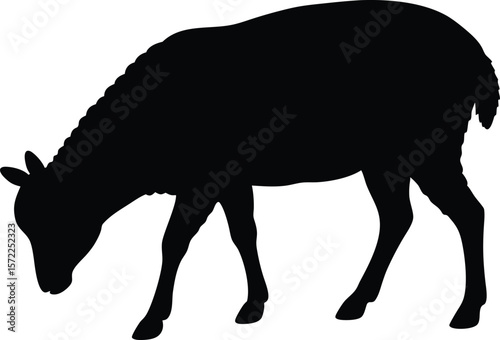 Grazing sheep with head down in peaceful cartoon silhouette Vector
