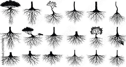 Tree roots silhouette vector collection, underground branching system illustration, natural black root set, organic plant base elements for design