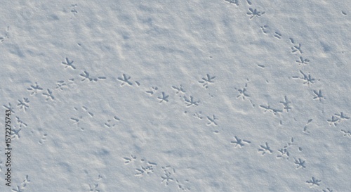 Bird tracks imprinted on fresh white snow with subtle shadows forming multiple paths across the surface