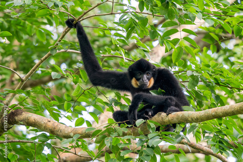 Wallpaper Mural Southern Yellow-cheeked Crested Gibbon - Nomascus gabriellae, beautiful brown gibbon monkey from canopy of tropical forests in Southeast Asia, Vietnam. Torontodigital.ca