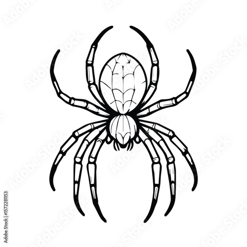 Spider illustration in a graphic design style. Detailed view of a spider with intricate legs and web structure. Nature themed vector art for commercial use.