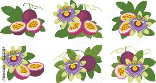 Vector art of passion fruit and flower illustrations, vibrant colors isolated on transparent background