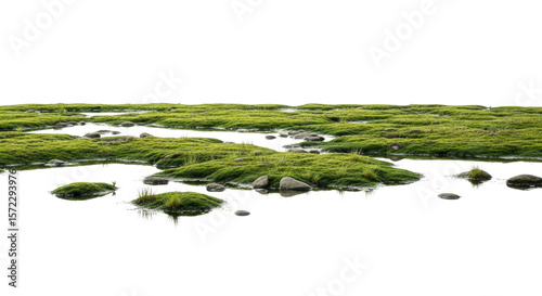 Lush green grass clumps and smooth rocks emerge from shallow water, creating a natural marsh or wetland scene. Ideal for digital compositions and environmental themes.