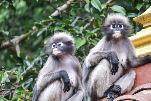 Female langurs (spectacled) resting on rooftop, gazing around with quiet authority