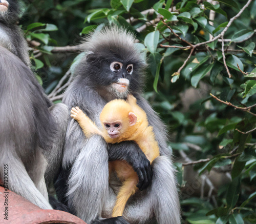 Canvas Print Dusky leaf monkey mother holding bright yellow baby in the wild