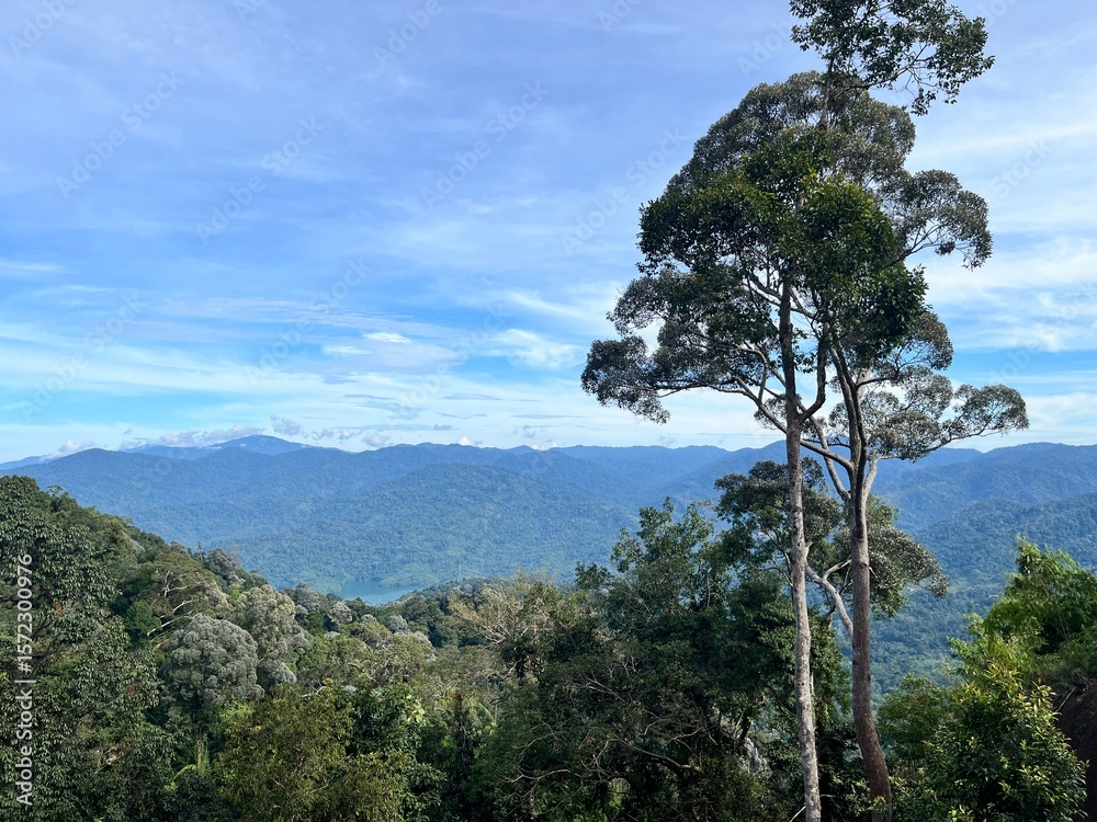 Obraz premium pine tree in the mountains