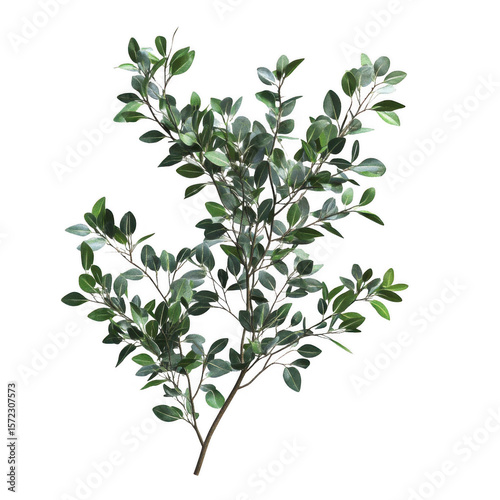 Botanical tree branch on white background