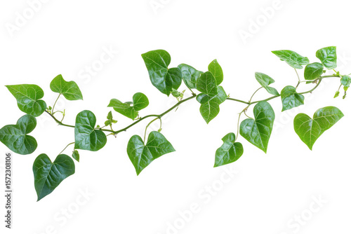 Botanical vine large leaves on white background