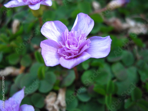 purple flower in the garden