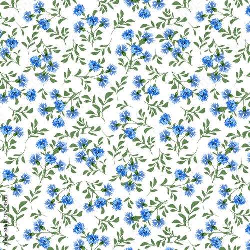 Transparent background with cornflowers. seamless pattern with cornflowers on a transparent background.